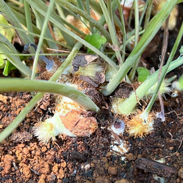 フレポディウム：ダバナ　5号吊り鉢