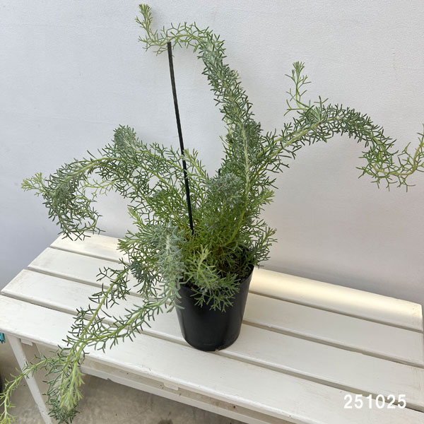 イソポゴン:ドワーフグレー6号ポット