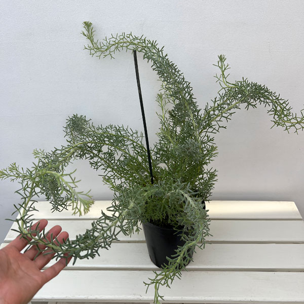 イソポゴン:ドワーフグレー6号ポット