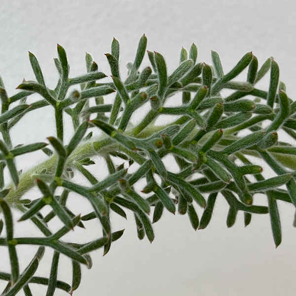 イソポゴン:ドワーフグレー6号ポット