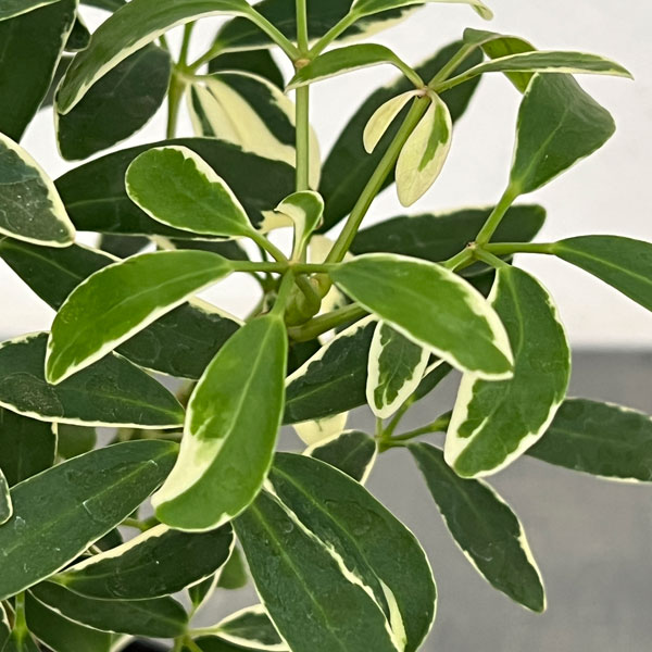 シェフレラ:ムーンドロップ 3.5号硬質ポット