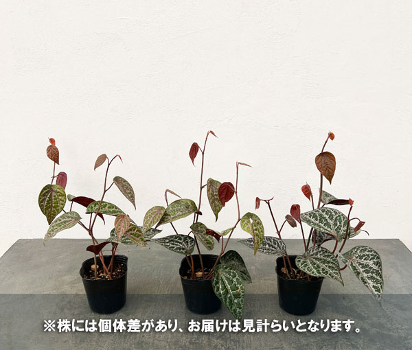 ピペル:オルナツム 2.5号