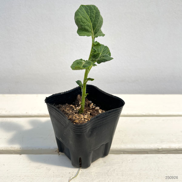 秋じゃがいもの苗:デジマ3号ポット