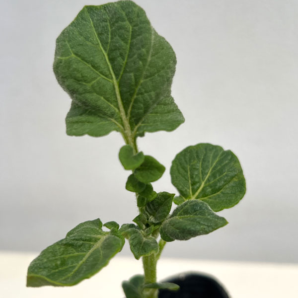 秋じゃがいもの苗:デジマ3号ポット