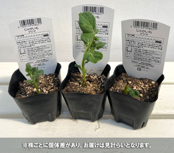 秋じゃがいもの苗:デジマ3号ポット