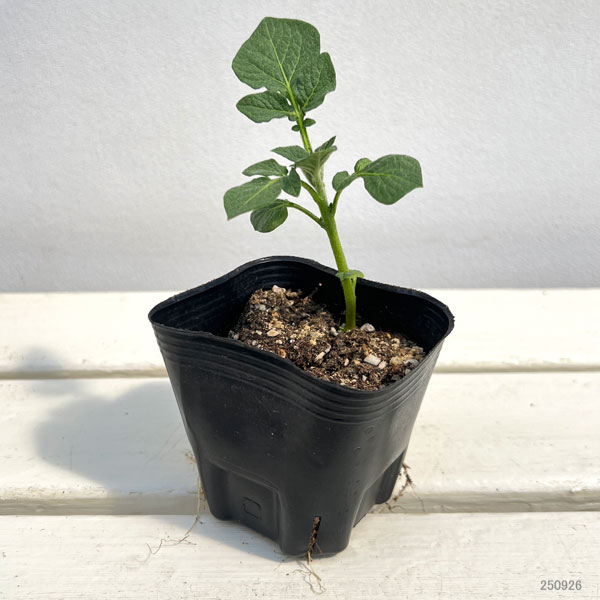 秋じゃがいもの苗:ニシユタカ3号ポット