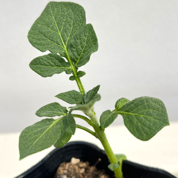 秋じゃがいもの苗:ニシユタカ3号ポット