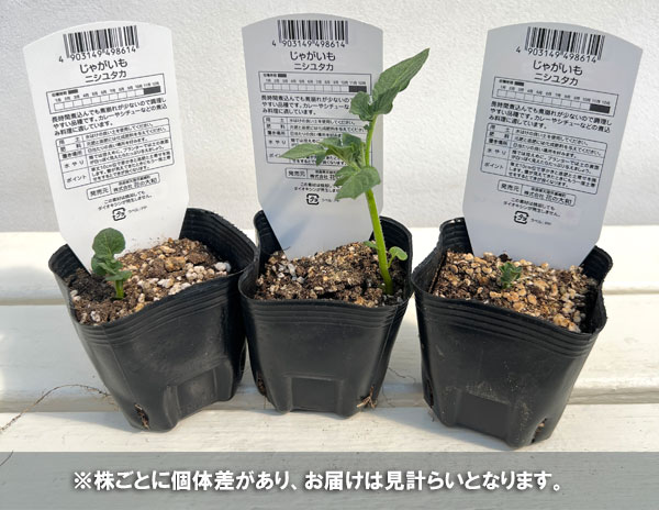 秋じゃがいもの苗:ニシユタカ3号ポット