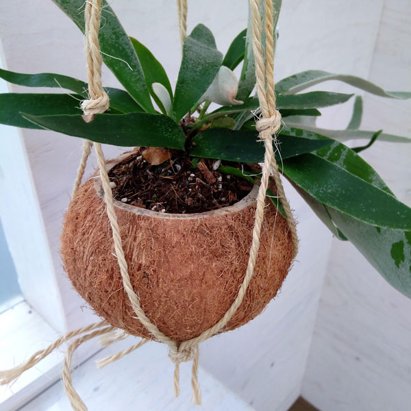 コウモリラン・ベイチー ココヤシ鉢仕立て の通販 | 園芸ネット 