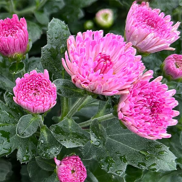 バリエッタマム(花付き菊苗):フィオーレ3.5号ポット