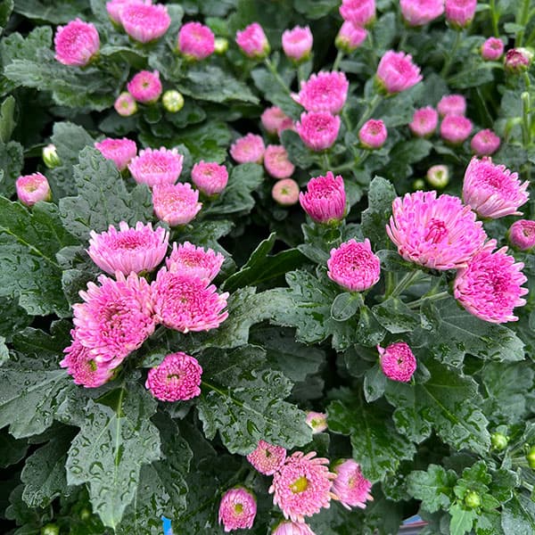 バリエッタマム(花付き菊苗):フィオーレ3.5号ポット