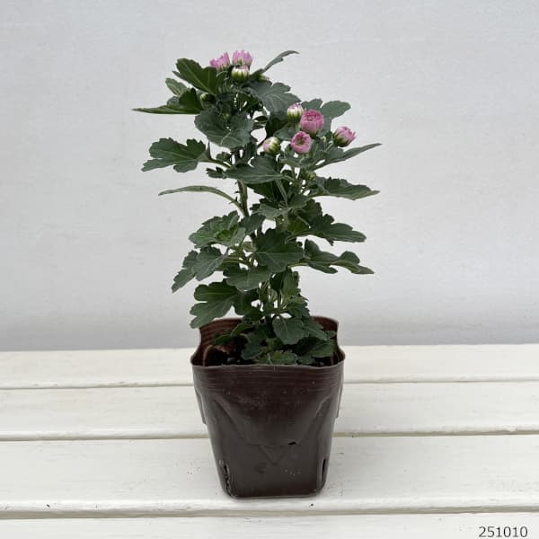 バリエッタマム（花付き菊苗）：フィオーレ3.5号ポット