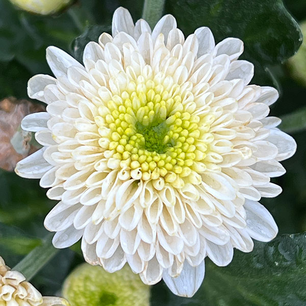 （わけあり特価）バリエッタマム（花付き菊苗）：ジャネット3.5号ポット