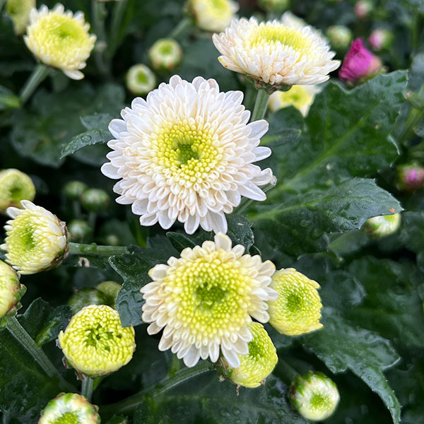 （わけあり特価）バリエッタマム（花付き菊苗）：ジャネット3.5号ポット