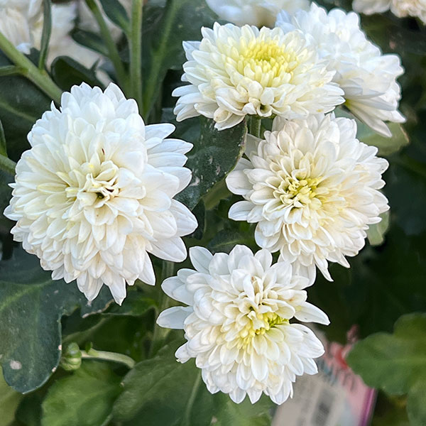 （わけあり特価）バリエッタマム（花付き菊苗）：ジャネット3.5号ポット