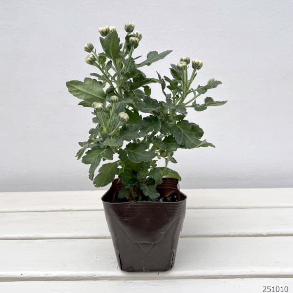 （わけあり特価）バリエッタマム（花付き菊苗）：ジャネット3.5号ポット