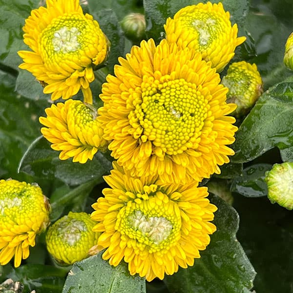 バリエッタマム(花付き菊苗):クック3.5号ポット