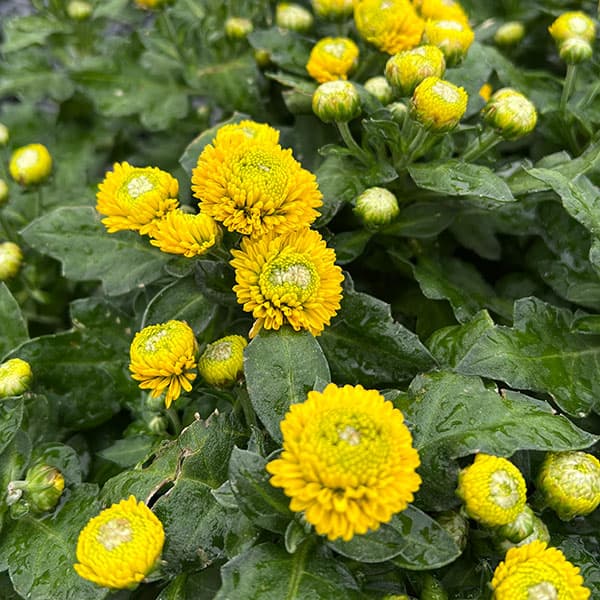 バリエッタマム(花付き菊苗):クック3.5号ポット