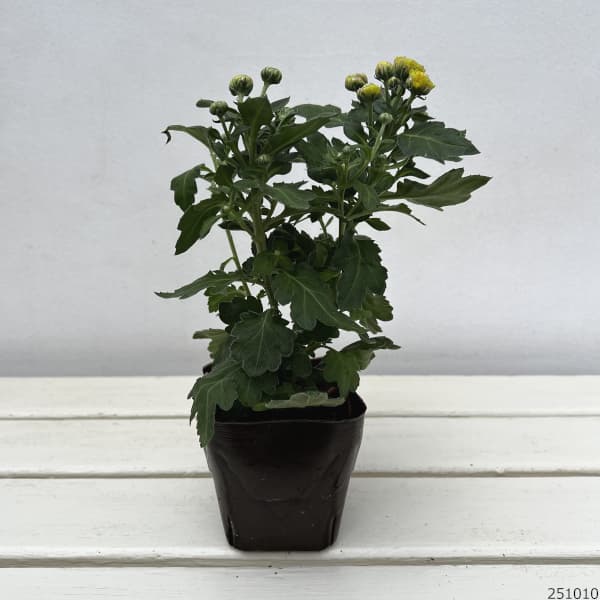 (わけあり特価)バリエッタマム(花付き菊苗):クック3.5号ポット