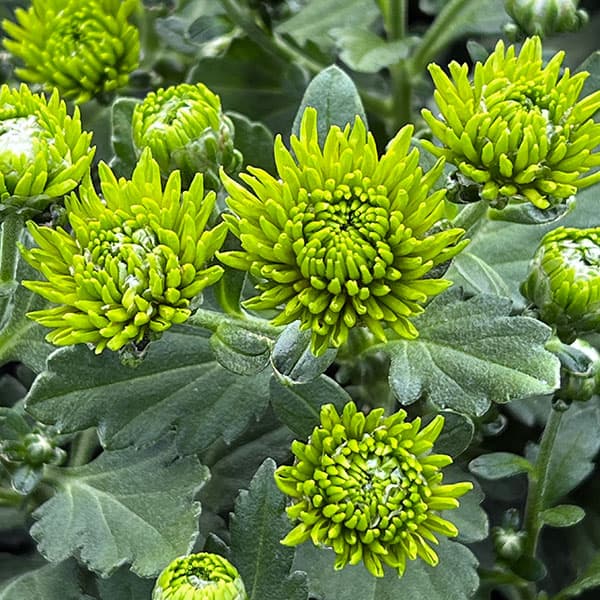 バリエッタマム(花付き菊苗):エバーグリーン3.5号ポット