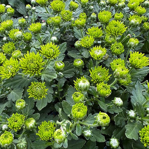 バリエッタマム(花付き菊苗):エバーグリーン3.5号ポット