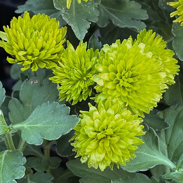 （わけあり特価）バリエッタマム（花付き菊苗）：エバーグリーン3.5号ポット