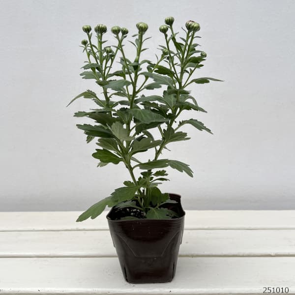 バリエッタマム（花付き菊苗）：セレナーデ3.5号ポット