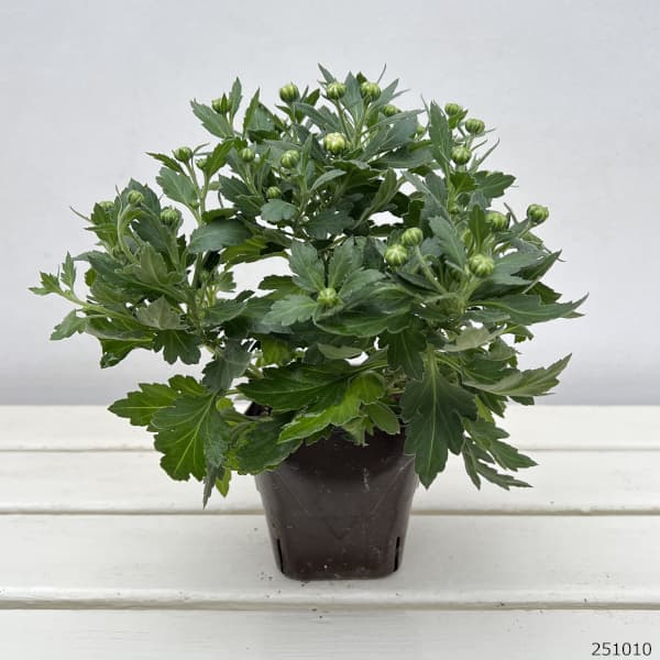 バリエッタマム（花付き菊苗）：エレクトラ3.5号ポット