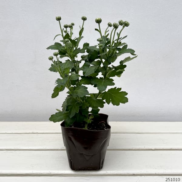 （わけあり特価）バリエッタマム（花付き菊苗）：メロディ3.5号ポット