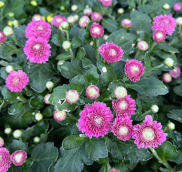 バリエッタマム(花付き菊苗):ボレロ3.5号ポット