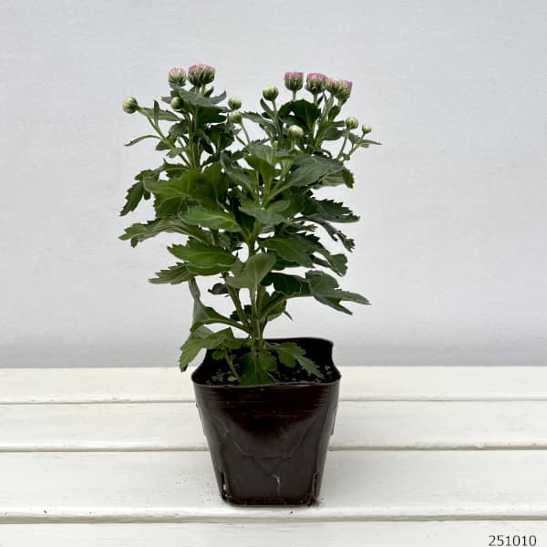 バリエッタマム(花付き菊苗):ボレロ3.5号ポット