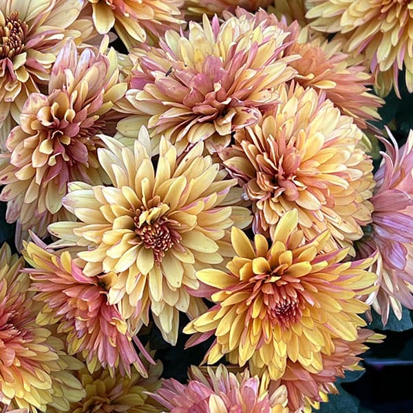 手間なし菊苗：秋のダリア咲き　エルロイス4号ポット