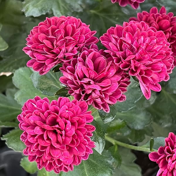 (わけあり特価)バリエッタマム(花付き菊苗):マルフィー3.5号ポット