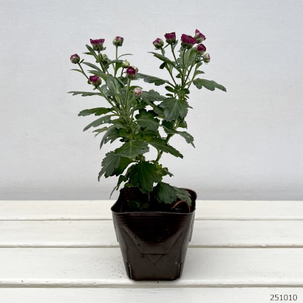 （わけあり特価）バリエッタマム（花付き菊苗）：マルフィー3.5号ポット