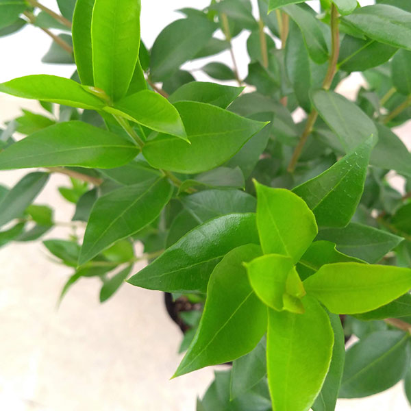 緑の梅の花 2023年05月のみんなの花とみどりのアルバム - 花とみどりの