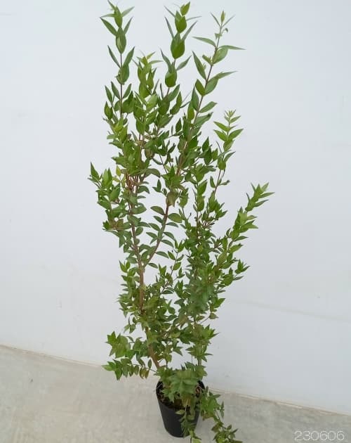 緑の梅の花 花類 カード検索 ｜ Z/X - Zillions of enemy X -