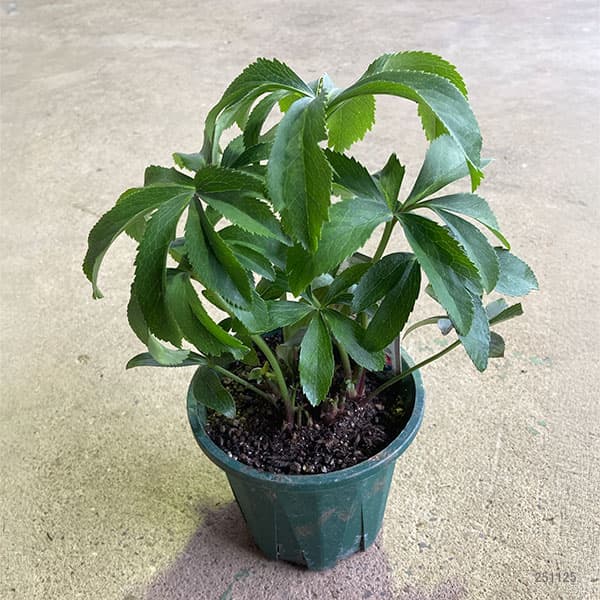 クリスマスローズ:*プチドール沙羅(さら)4.5号ポット