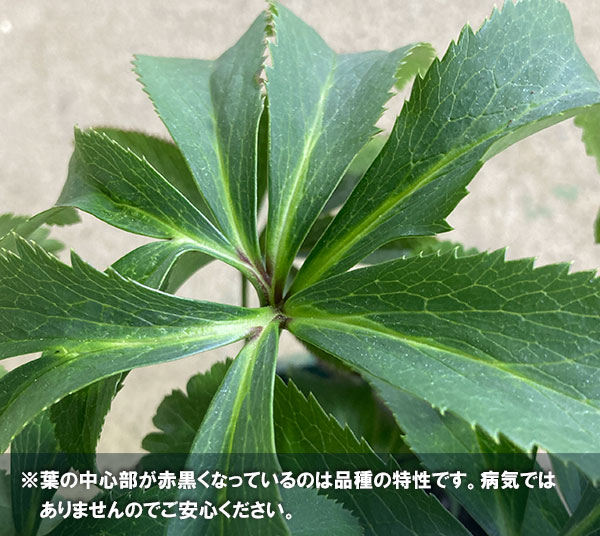 クリスマスローズ:*プチドール沙羅(さら)4.5号ポット