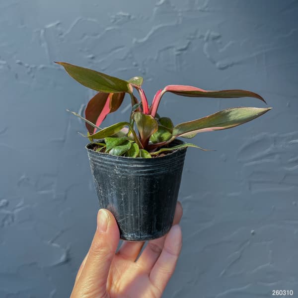 フィロデンドロン：ピンクプリンセス　2.5号