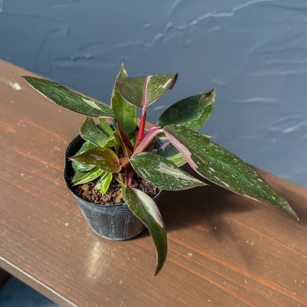 フィロデンドロン：ピンクプリンセス　2.5号