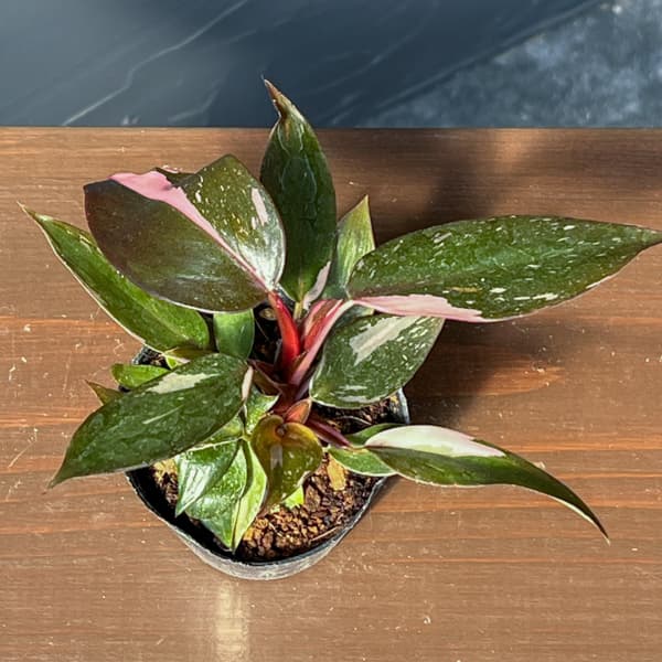 フィロデンドロン：ピンクプリンセス　2.5号