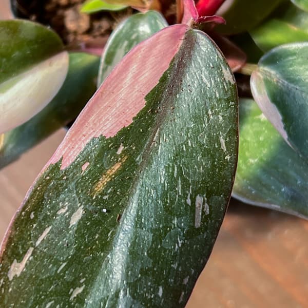 フィロデンドロン：ピンクプリンセス　2.5号