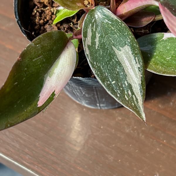 フィロデンドロン：ピンクプリンセス　2.5号