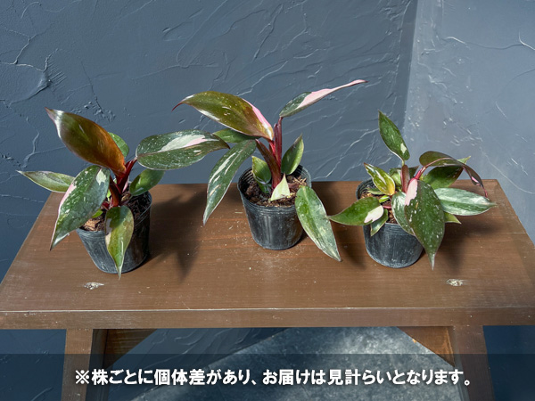 フィロデンドロン：ピンクプリンセス　2.5号