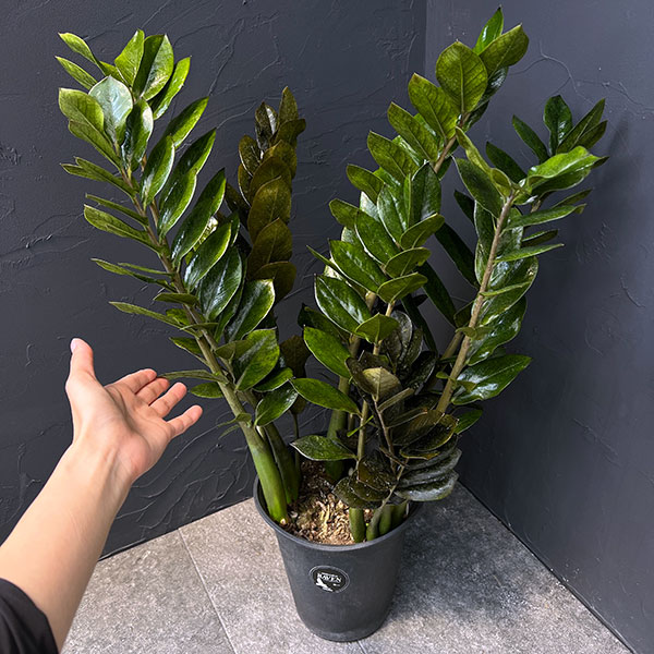 ザミオクルカス:レイヴン 7号鉢植え