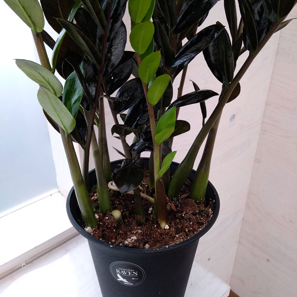 ザミオクルカス：レイヴン　7号鉢植え