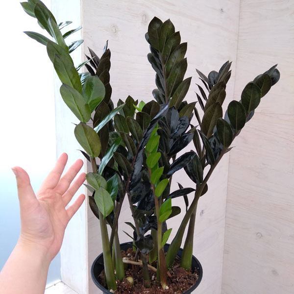 ザミオクルカス：レイヴン　7号鉢植え