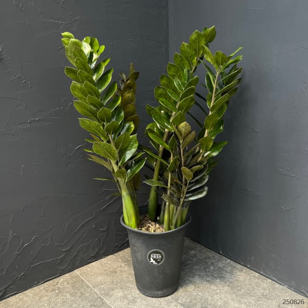 ザミオクルカス:レイヴン 7号鉢植え