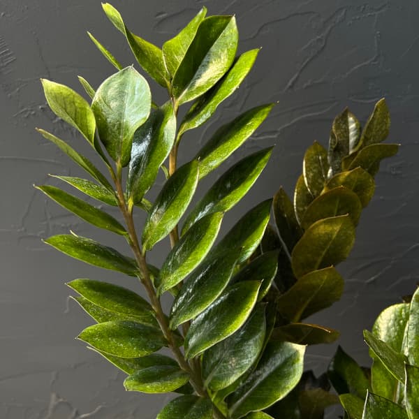 ザミオクルカス:レイヴン 7号鉢植え