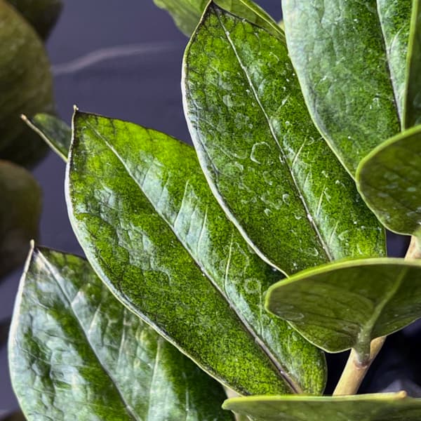 ザミオクルカス:レイヴン 7号鉢植え